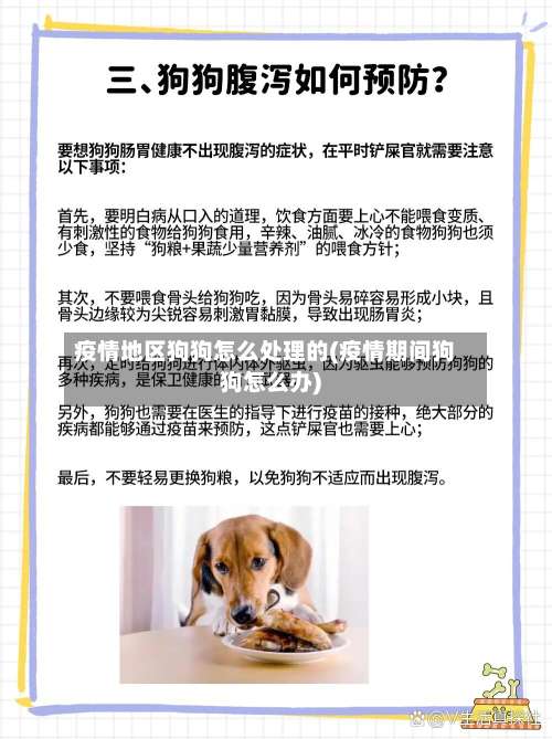疫情地区狗狗怎么处理的(疫情期间狗狗怎么办)-第1张图片